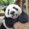 linh_dua
