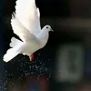 usery1o9zfkg98