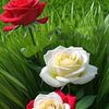 qadeer2992