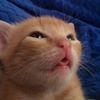 🌮 Temmie The Cat 🌮