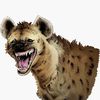 hyena76544