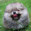 xiaolong_james