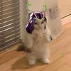 saltymeow3
