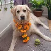 snowpaw13