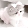 michiil08