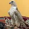 falcon_123321