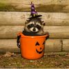 raccoon13ts