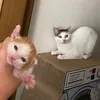 ゆめテン🐱🐈‍⬛