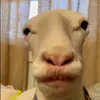 trusknv