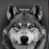 wolf_xxxx_