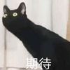 zabkillkitten