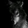 dark_wolf_1985