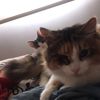 Catchopolis