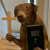 holyboba