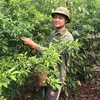 nongdantre26