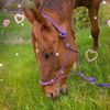 angel_2002_horse