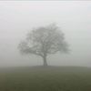 aly_huzein