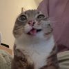 mellowspork