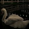 anonymous_2831