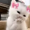 ghfzyxyxd