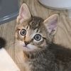 triangletailsfoster