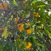 bumblebeeflower123