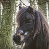 xshetlandponyroosx