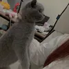 phuongxinhhhgaii
