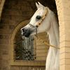 ro_alotaib1