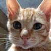 orange.cat9989