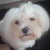 bichonaasia