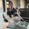 spinksthedog