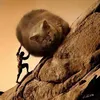 trailcatt