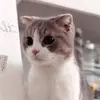 asia_chan40