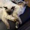 4_catsnow