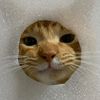 milkcheesepudding