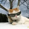 aco0lcatwithglasses
