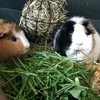 guineapigs03