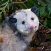 sadcat31