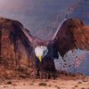 zaid_bajash