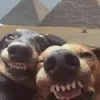 gjijvxfffgyy