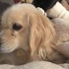 totobythedog