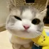 meigxyz