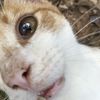lizzombiie