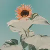 nguoi_la_qua_duong00