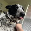 kninjake