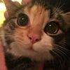 Meowy