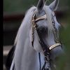 fooz_alzharani