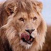sam0lion