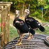 kandang sorpreng 🐓